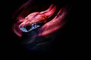 Diffrent color of snaks seeing in a dream