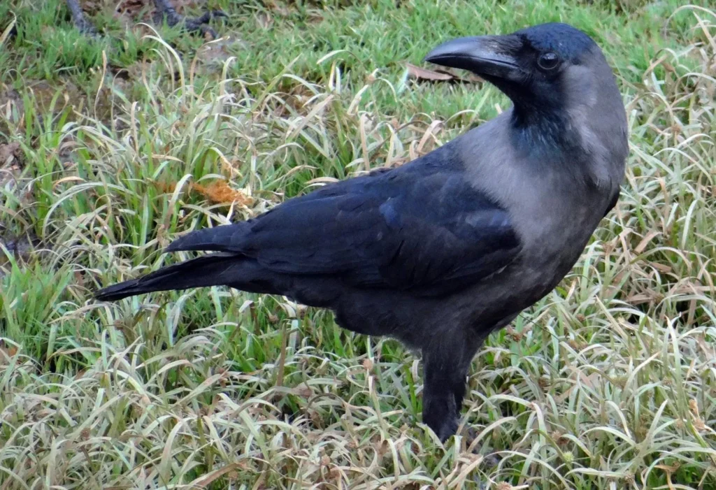 Crow Spiritual Meaning Indian Crow