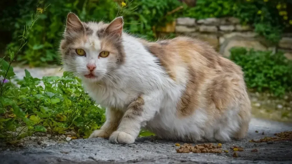 Spiritual Meaning Of Cat Staring at You