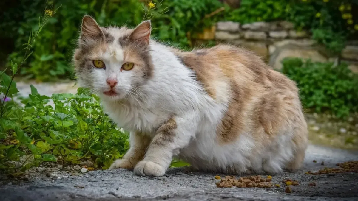 Spiritual Meaning Of Cat Staring at You