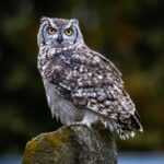 hearing an owl at night