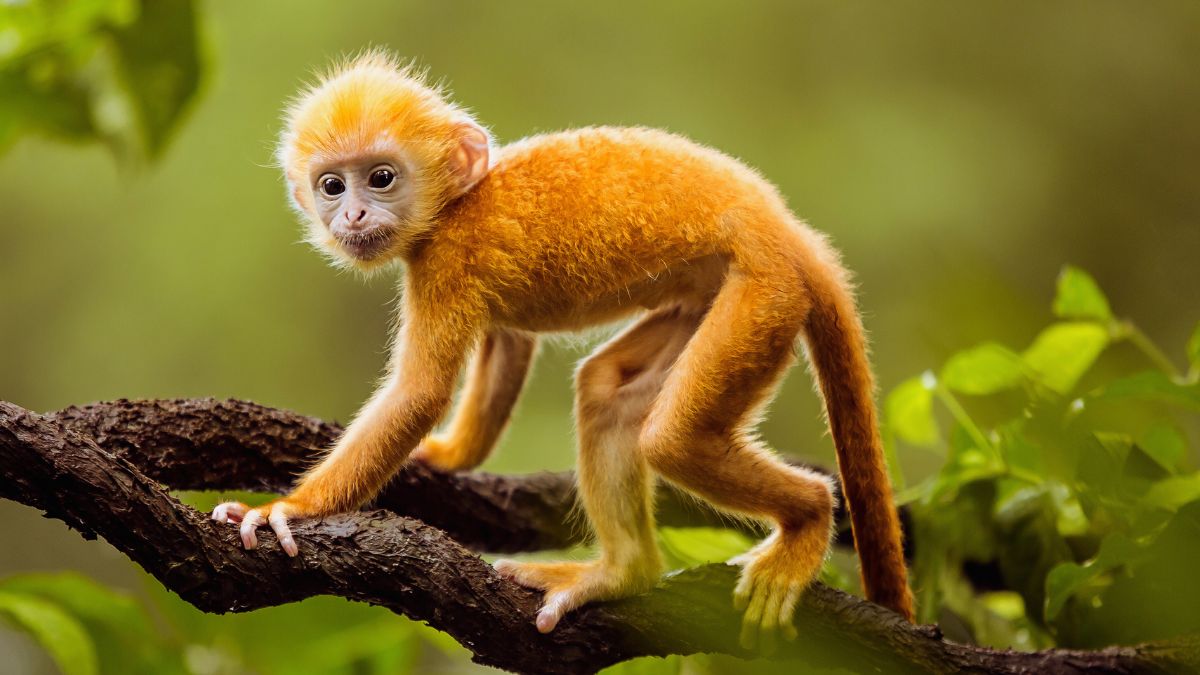 Spiritual Meaning of Monkey in a Dream