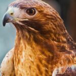 When You See a Hawk Spiritually