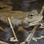 Spiritual Meaning of Frog